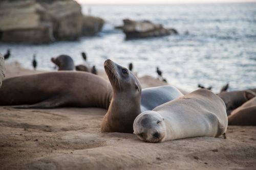 Free Sea lions resting on rocky coast with ocean backdrop at dusk, creating a serene wildlife scene. Stock Photo