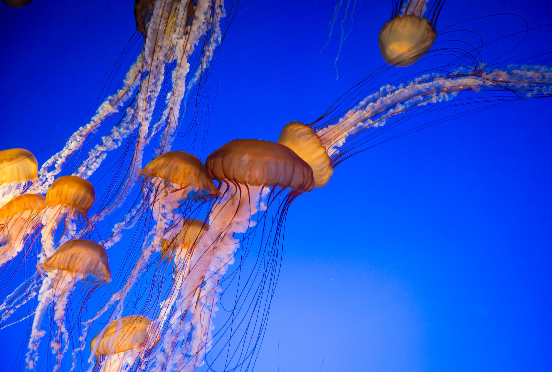 Mesmerizing jellyfish with flowing tentacles against a deep blue backdrop.