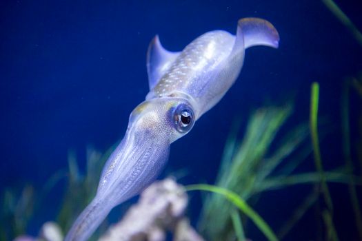 Captivating image of a cuttlefish swimming in an aquarium setting.
