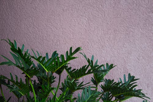 벽 근처 식물