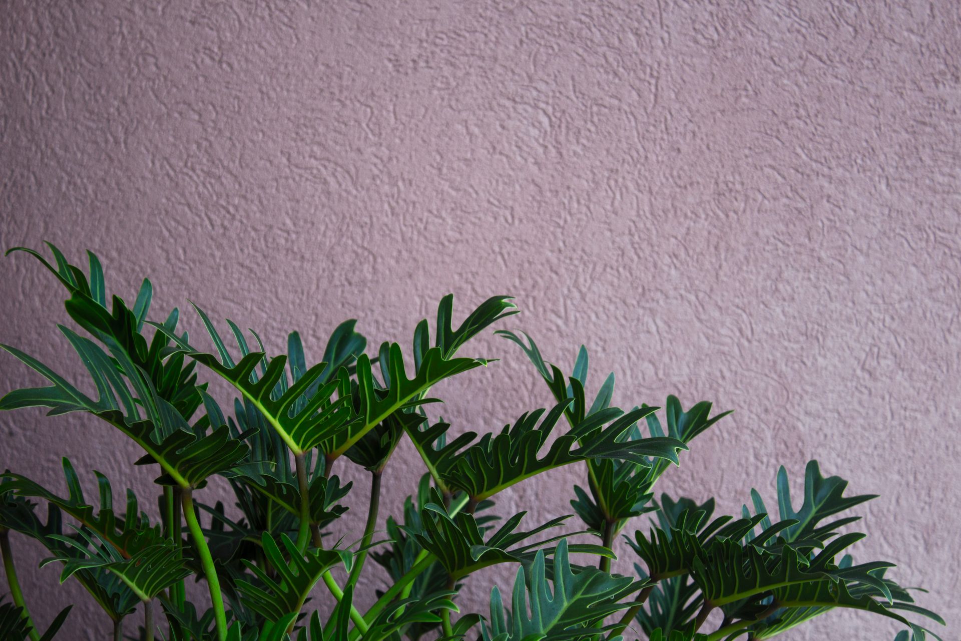 Close-up of lush green philodendron leaves against a textured pink wall, showcasing natural beauty.