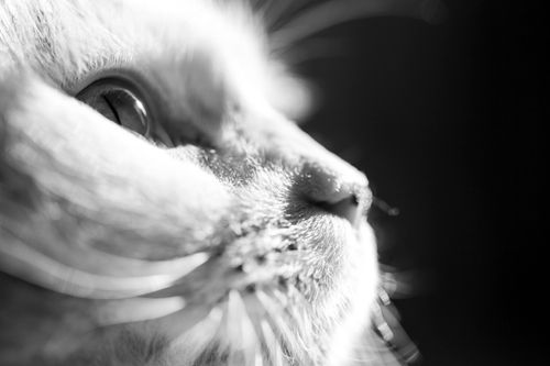 Free CAT Stock Photo