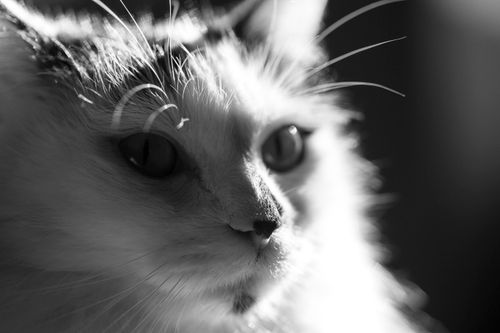 Free CAT Stock Photo