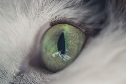Free Close-up macro shot of a cat's eye, highlighting its green iris and intricate details. Stock Photo