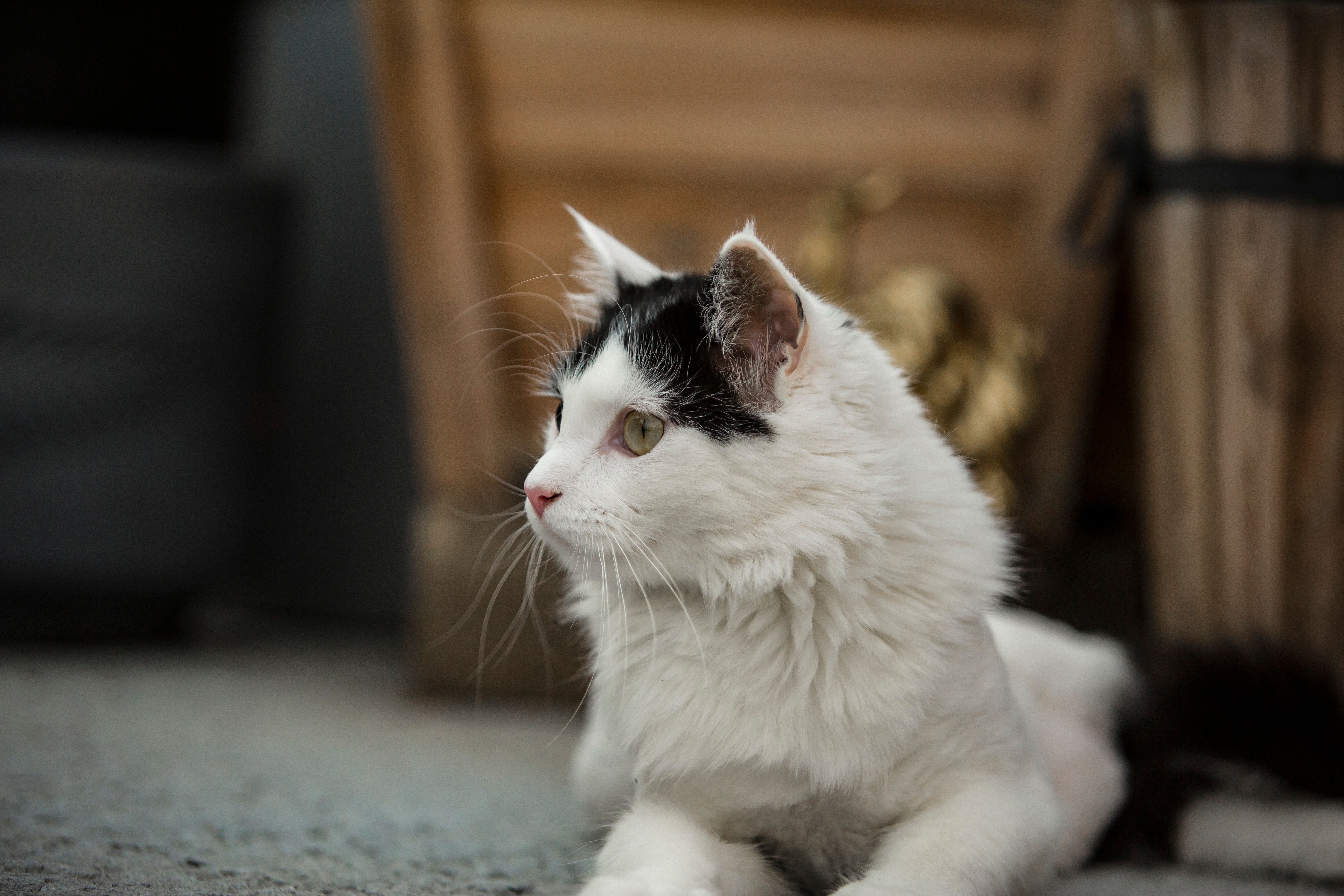 A cat undergoing diagnostic blood testing at a veterinary clinic