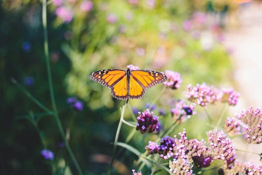 Close-up of a monarch butterfly on colorful wildflowers, showcasing nature's beauty and pollination.