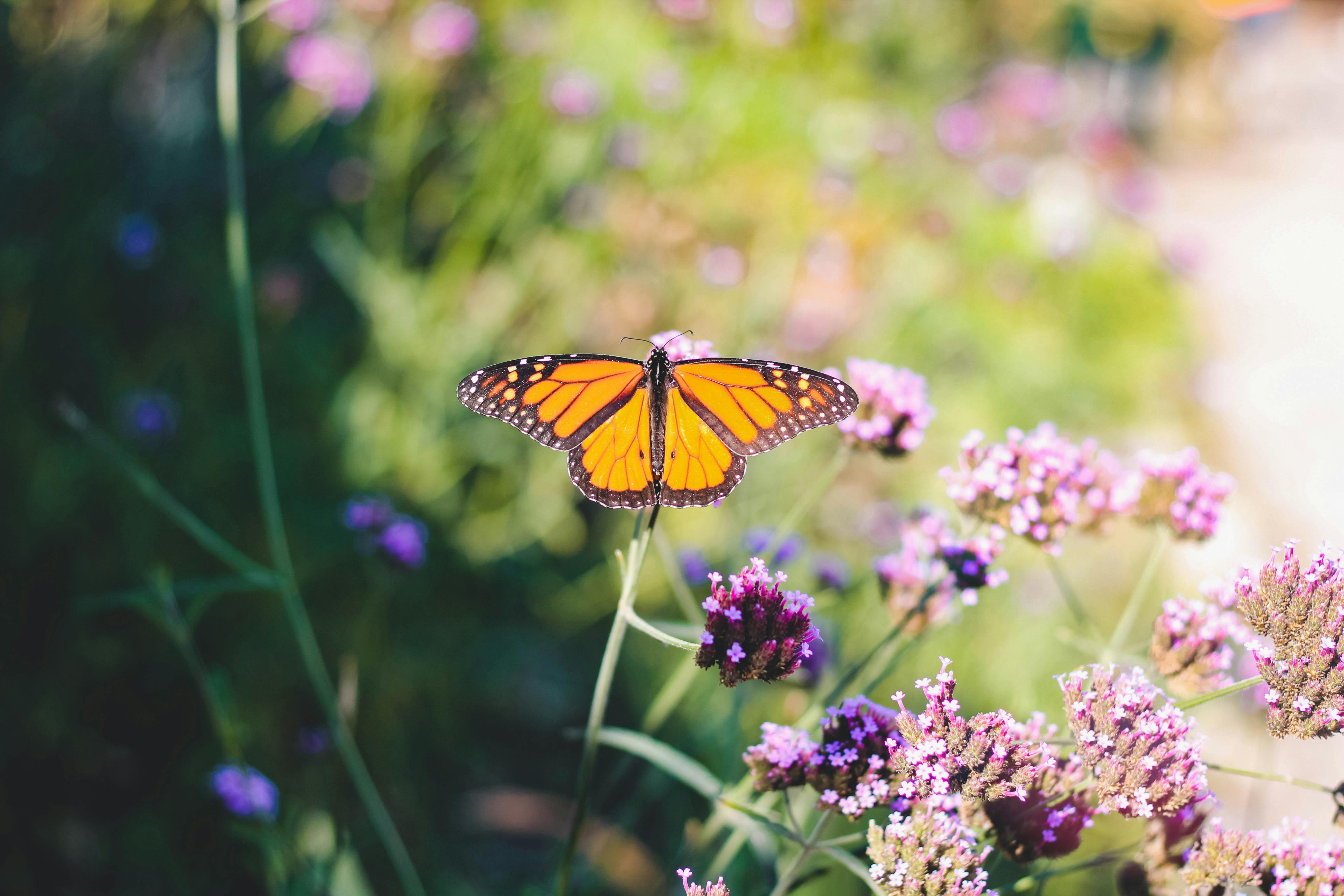 38,593 Monarch Butterfly Stock Photos - Free & Royalty-Free Stock