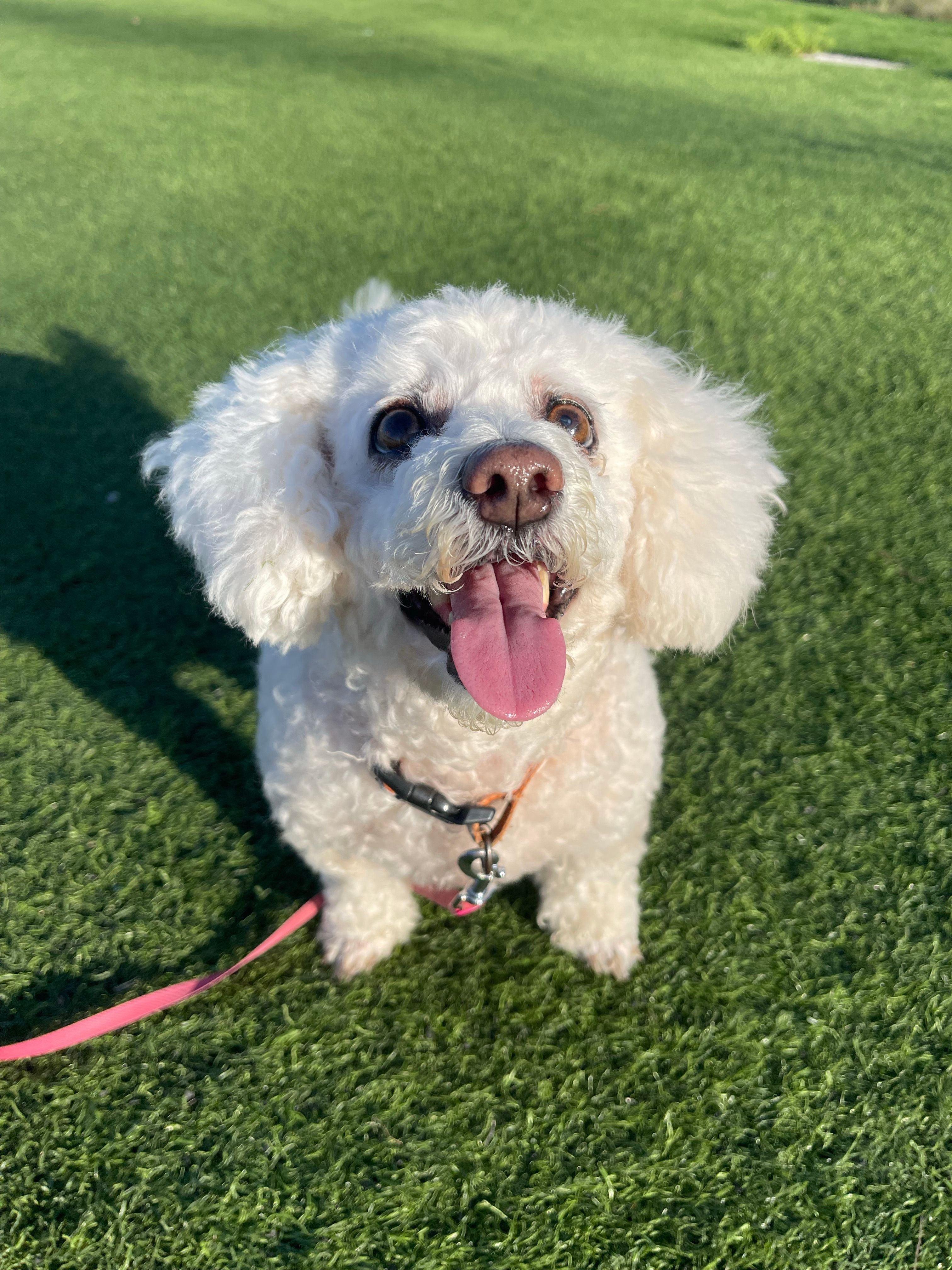 A cheerful white poodle with a pink tongue rests on lush green grass.