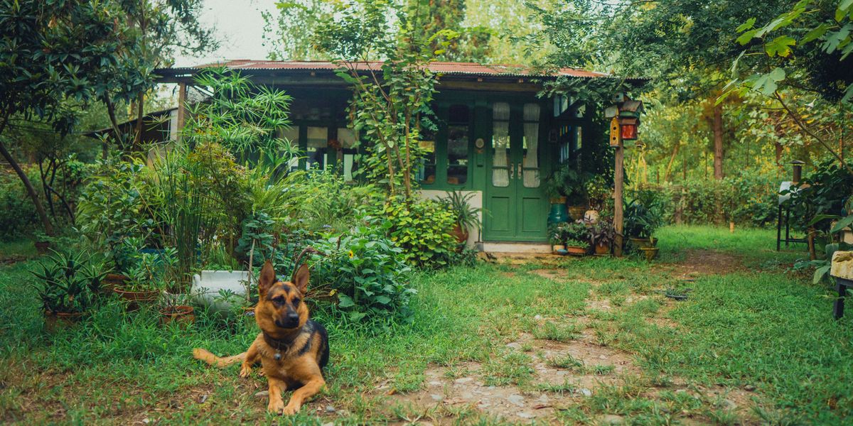 庭のある家と犬