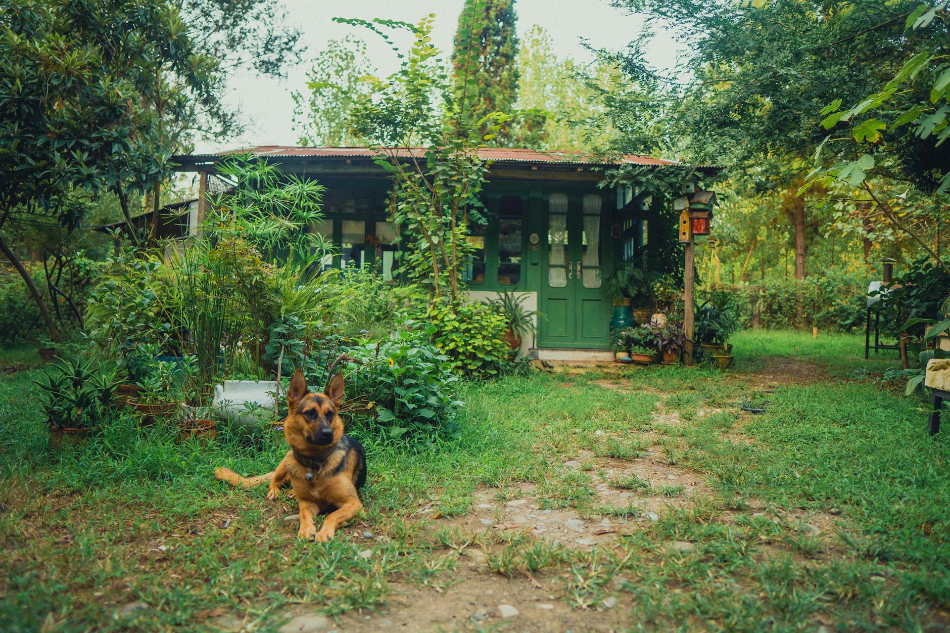 Charming outdoor scene with a German Shepherd lounging by a rustic cabin surrounded by lush greenery.