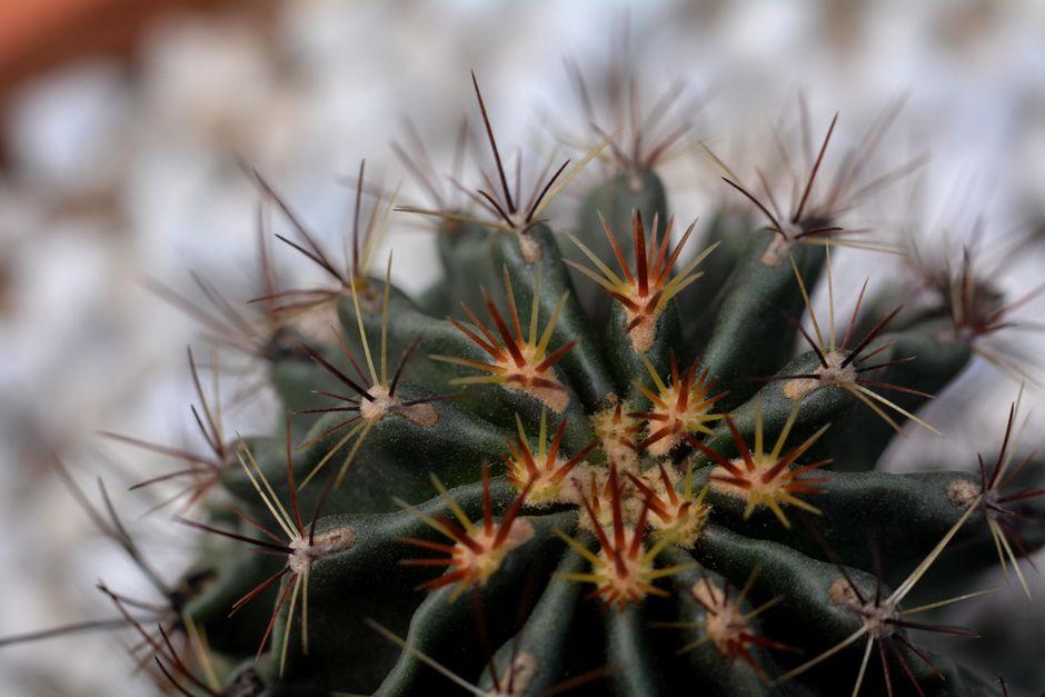 Lobivia arachnacantha