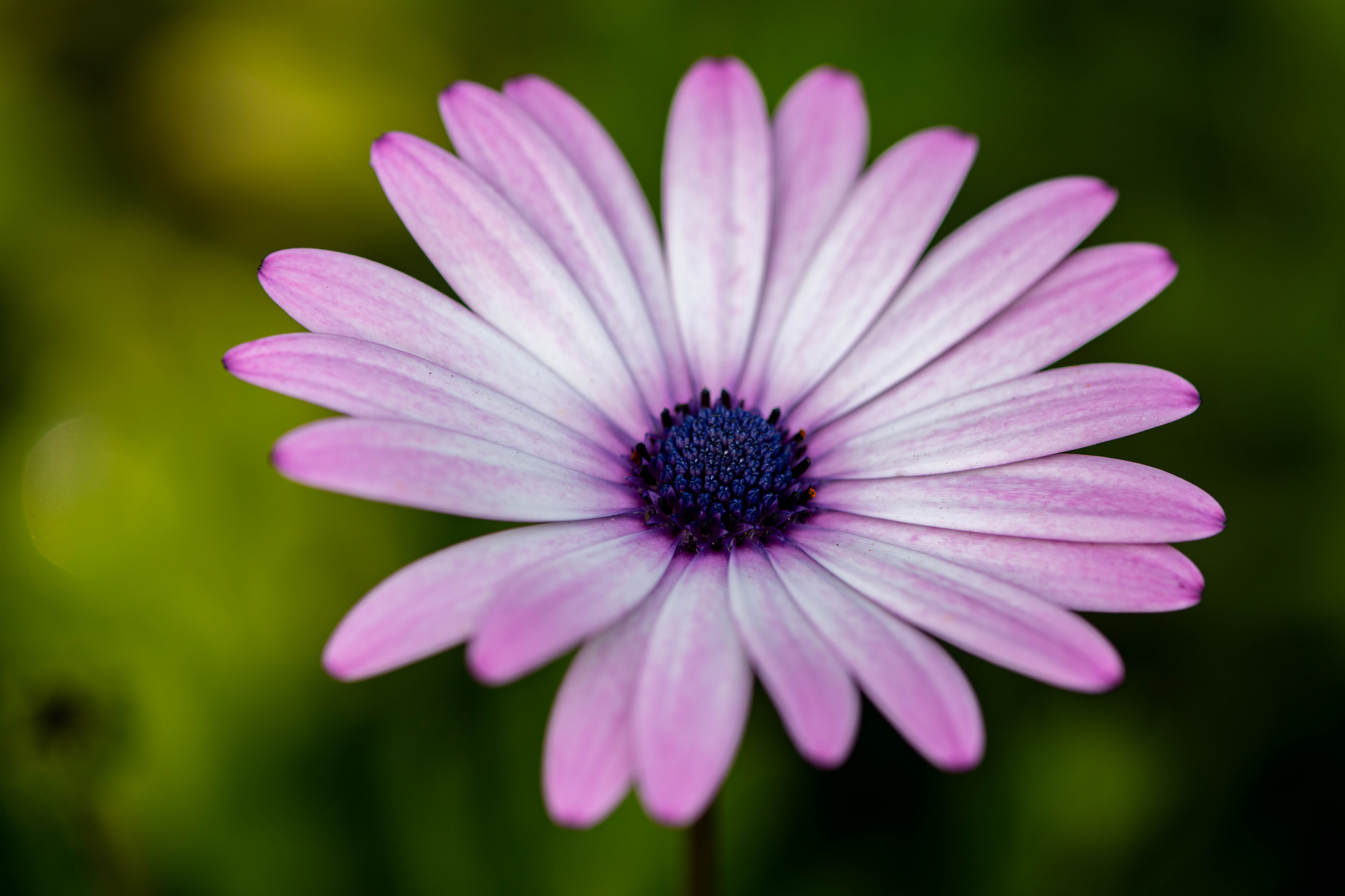 Close Up Photography of Purple Petaled Flower · Free Stock Photo