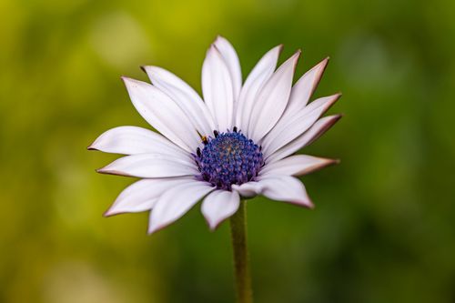 Free Detailed macro shot of a white African daisy (Osteospermum) with purple center against a green background. Stock Photo