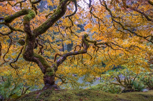 Explore the vibrant autumn colors of a Japanese maple tree in Portland's lush garden setting.