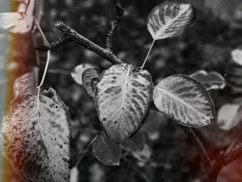 Фотография листьев в оттенках серого