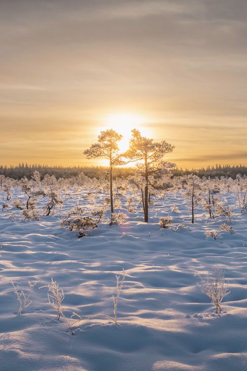 Free Idyllic winter scene with sunrise illuminating snow-covered trees and fields. Stock Photo