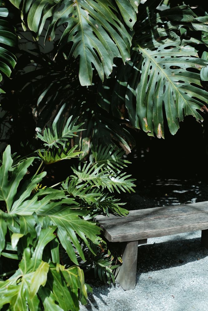 Botanical Setting Photos, Download The BEST Free Botanical Setting ...