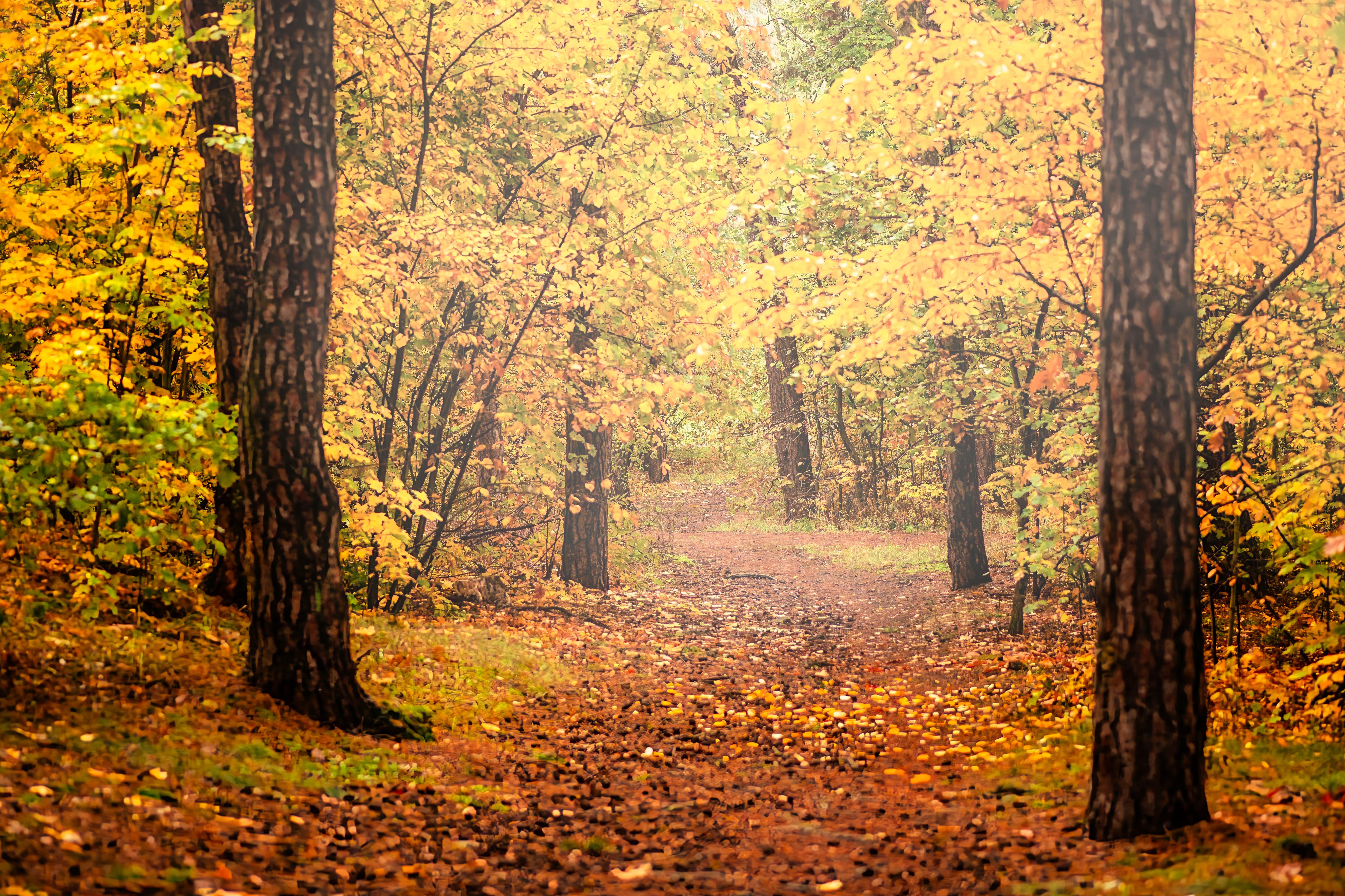 Serene Forest Path in Autumn Foliage · Free Stock Photo