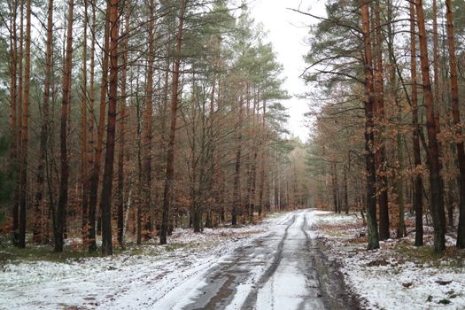 Scenic view of a snowy dirt path winding through a tranquil winter forest.