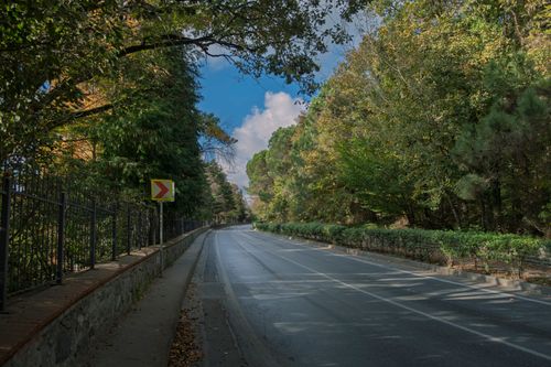 Free Peaceful tree-lined road in İstanbul, showcasing autumn's beauty and calm atmosphere. Stock Photo