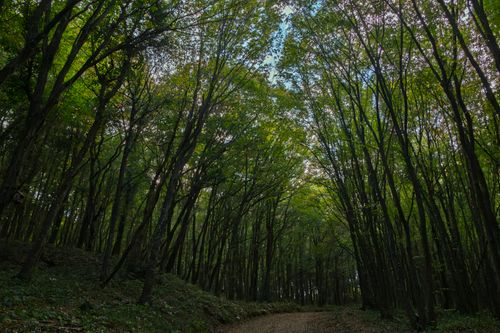 Free Tranquil forest path under arching trees in İstanbul, Türkiye, showcasing natural beauty. Stock Photo