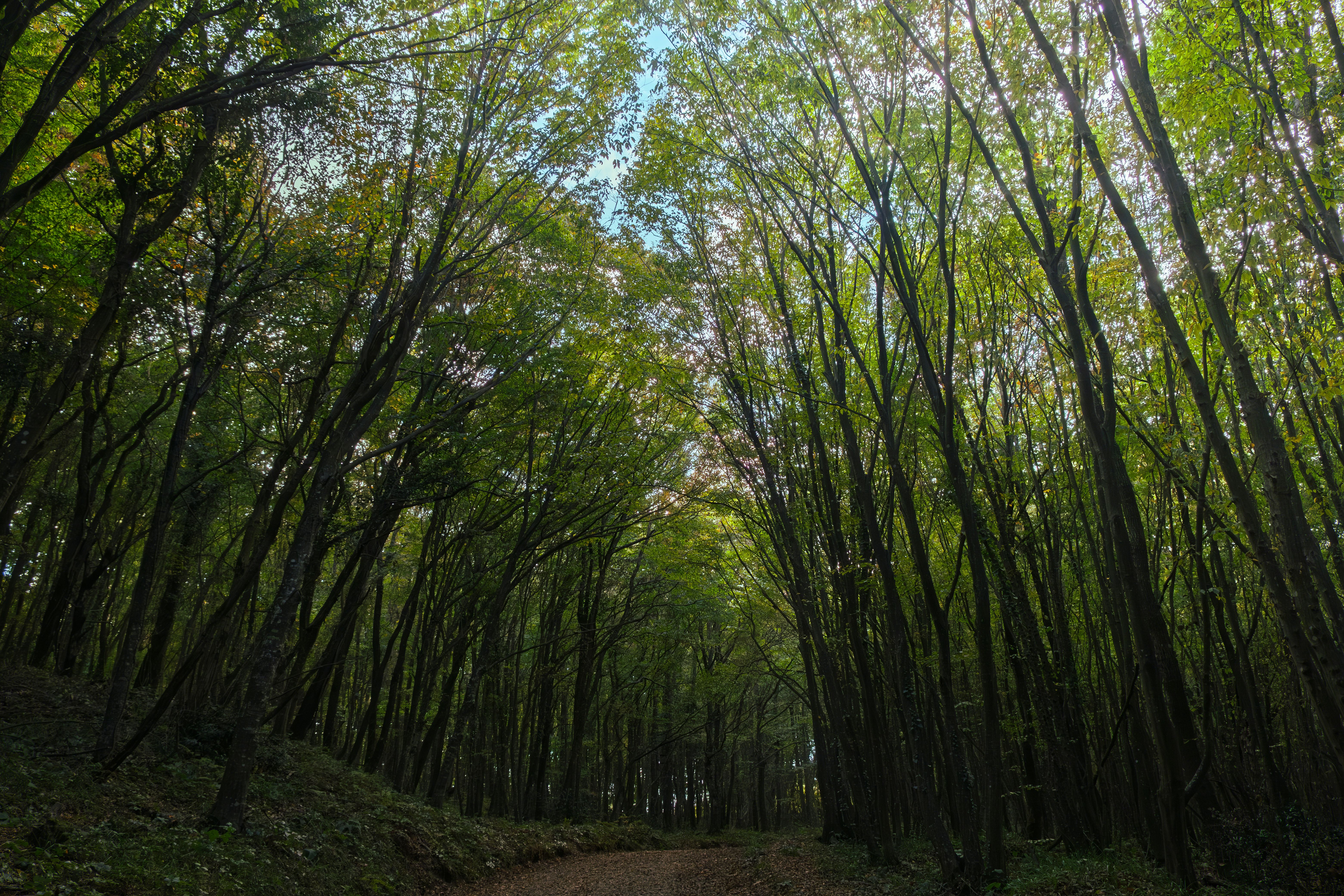 Parco Nazionale del Gargano — Foresta Umbra