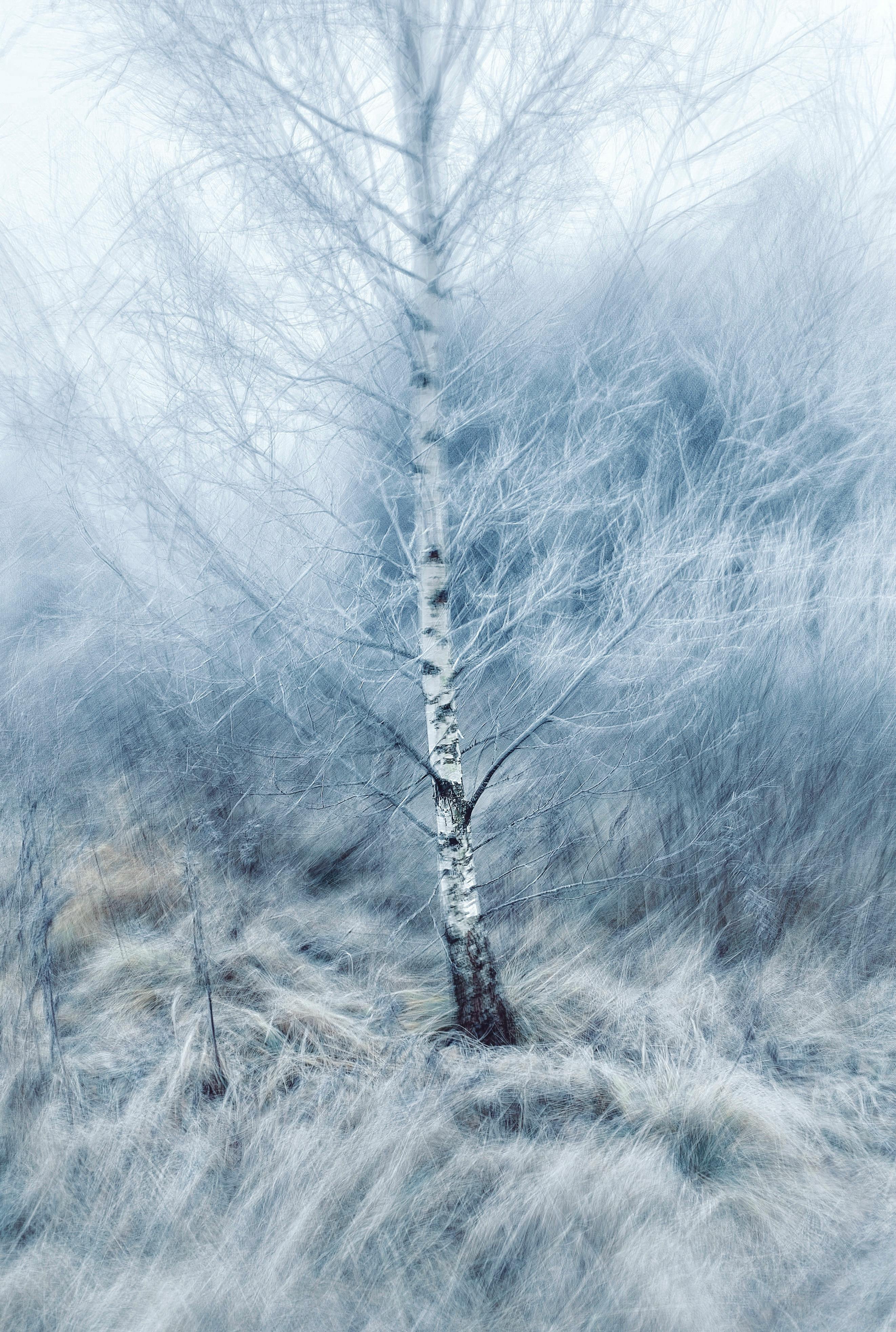 Artistic depiction of a lone birch tree amidst a blurred winter scene, invoking a dreamy atmosphere.