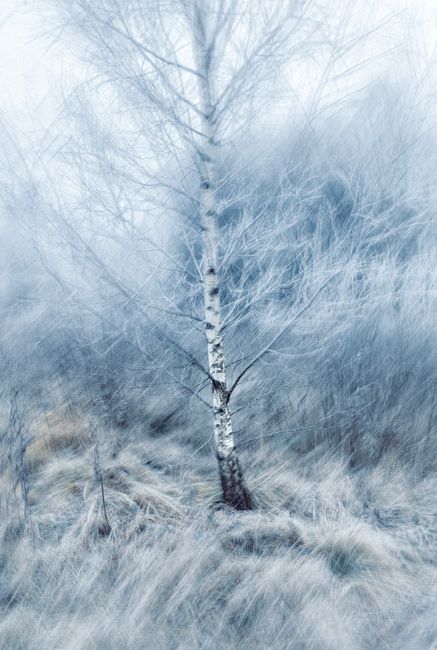 Artistic depiction of a lone birch tree amidst a blurred winter scene, invoking a dreamy atmosphere.