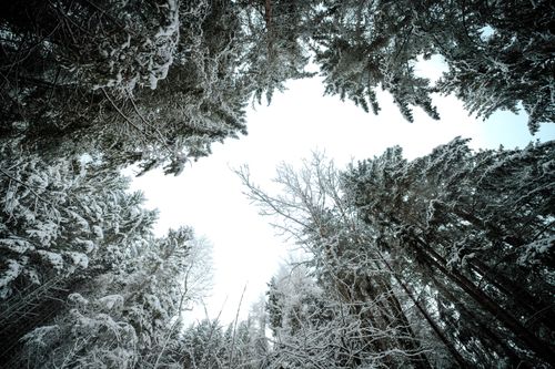Free A stunning view of a snow-covered forest canopy in Lilienfeld, capturing the essence of winter. Stock Photo