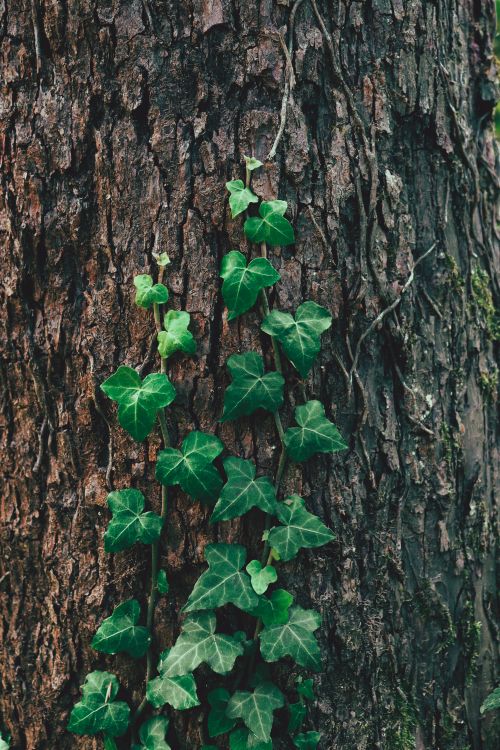 Free A close-up view of green ivy climbing a rough tree trunk, depicting nature's resilience. Stock Photo