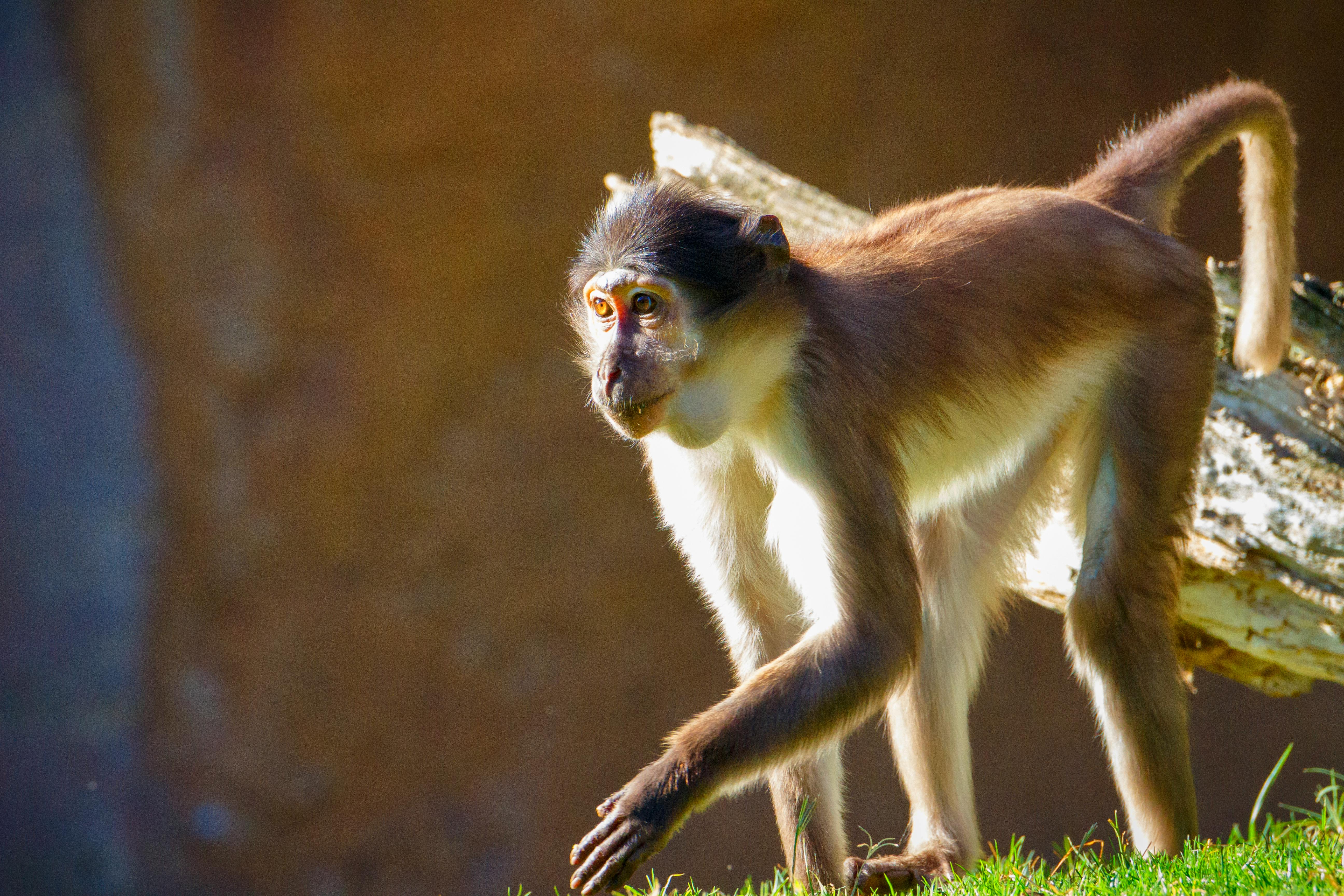 Step 4: Monitor and Adjust