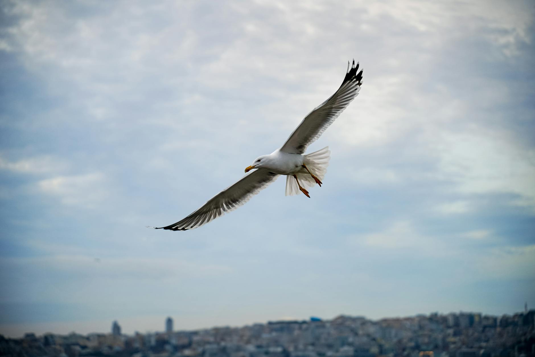 https://www.pexels.com/photo/seagull-in-flight-over-urban-horizon-at-daytime-30262224/