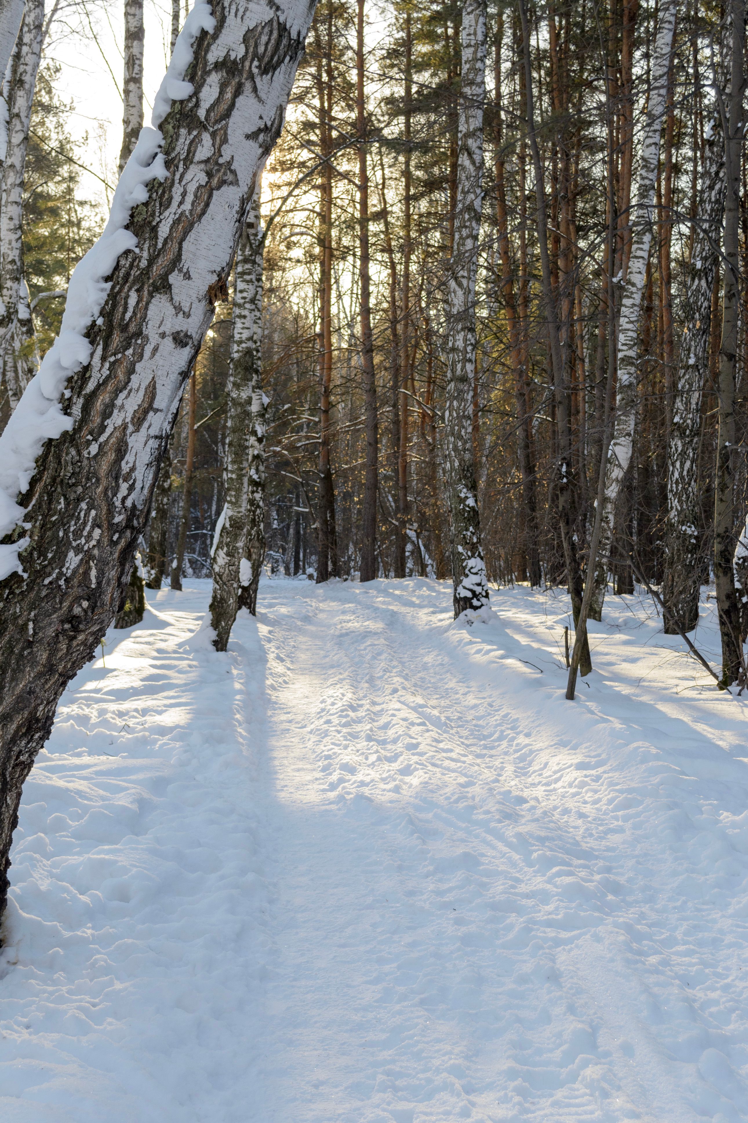 Tranquil Snowy Forest Path in Winter Sunshine · Free Stock Photo