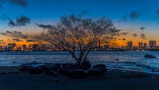 日落时分，东京天际线的景色迷人，水边映着一棵树的剪影