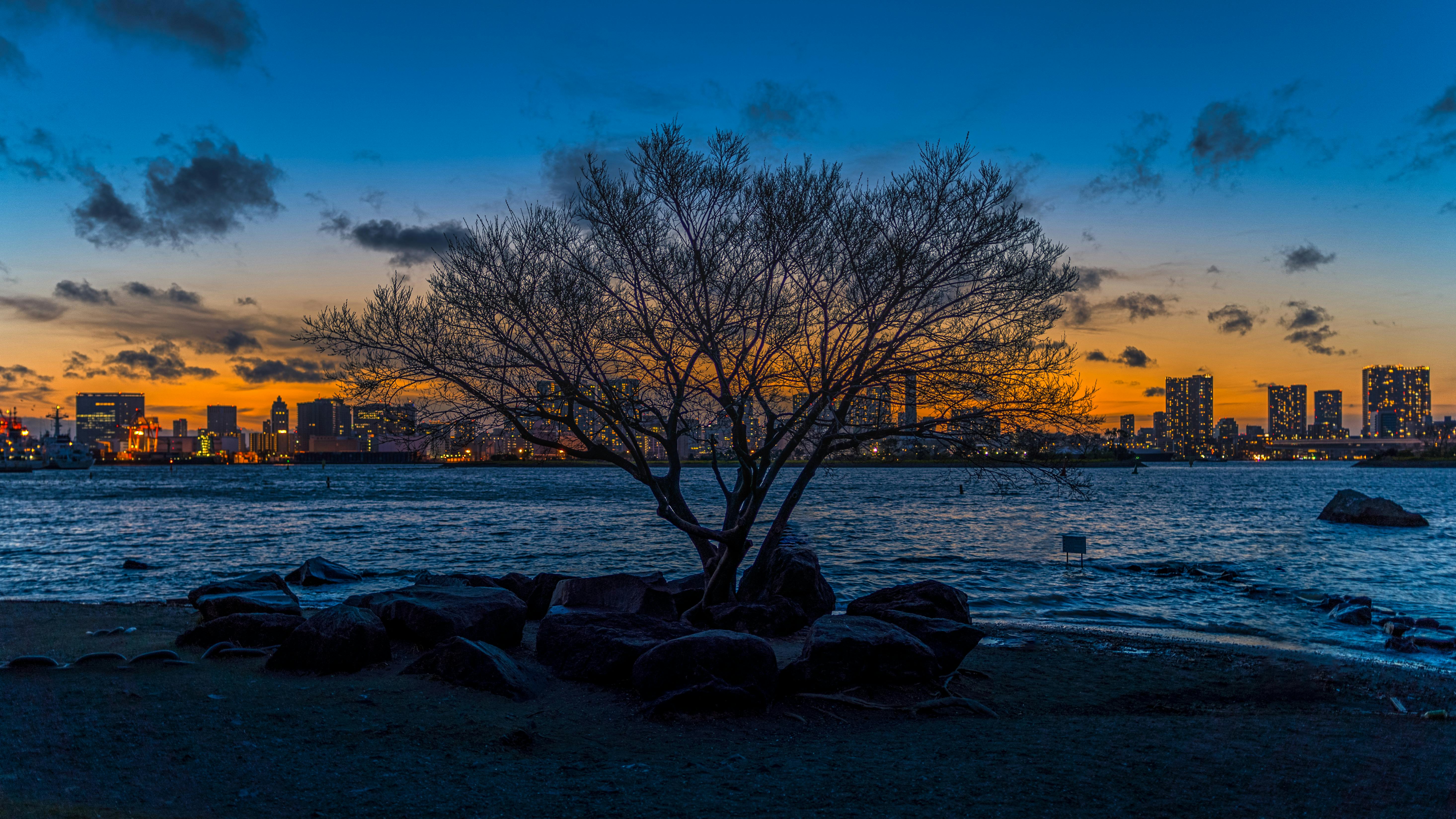 bare-tree-near-lake-free-stock-photo