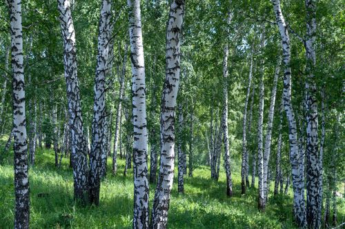 Free Lush green birch forest capturing the essence of nature's tranquility and peace. Stock Photo