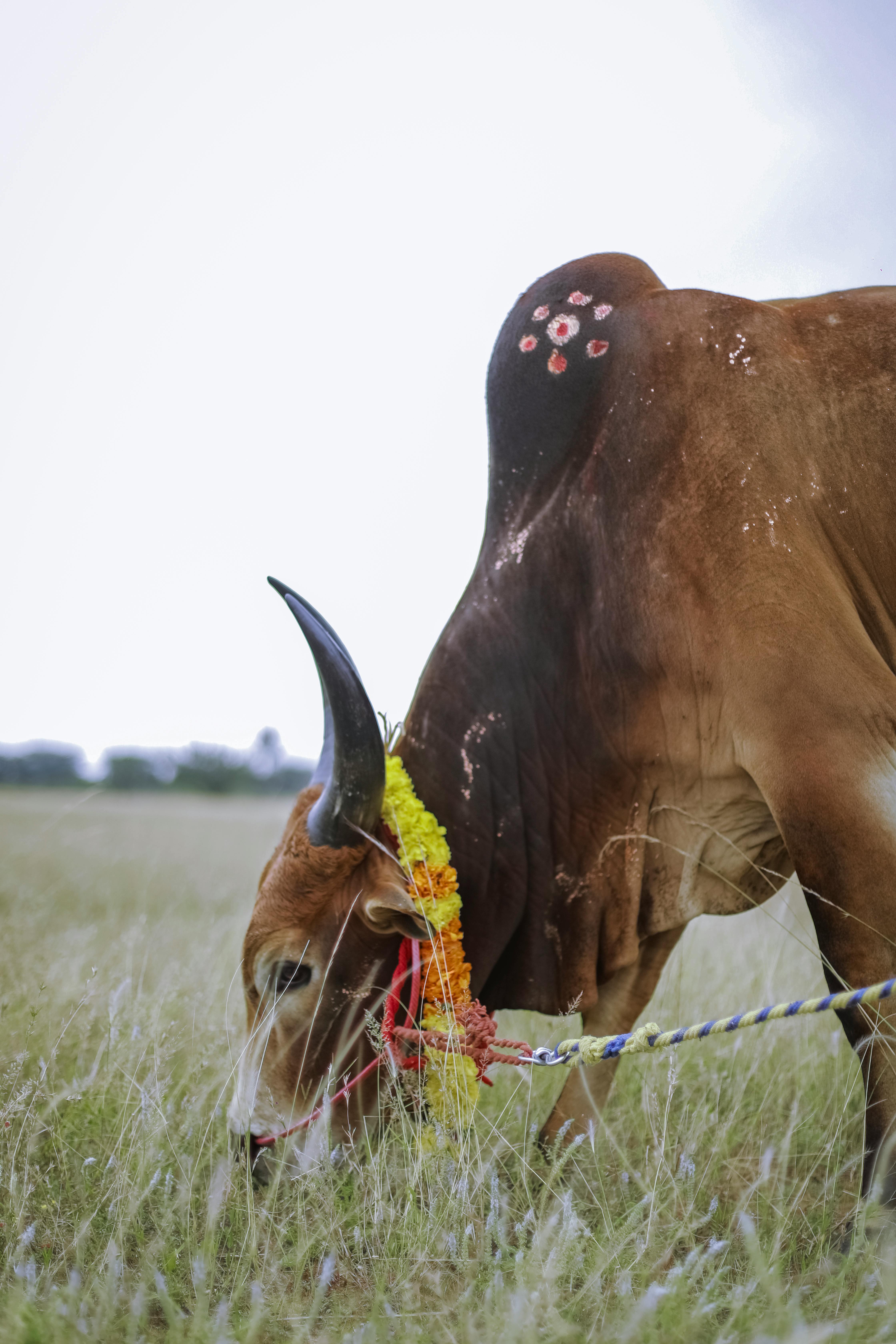 grátis Um touro decorado pasta pacificamente em um campo durante um festival em Tamil Nadu, Índia. Foto profissional