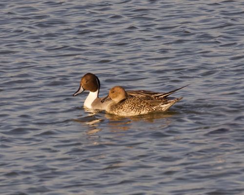 Free A pair of Northern Pintail ducks peacefully gliding on a calm lake in Decatur, Alabama. Stock Photo