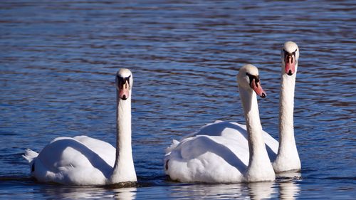 Free A serene image of three swans swimming gracefully on a calm blue lake. Stock Photo