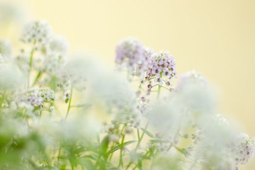 Beautiful white flowers with soft focus on a pastel background, evoking tranquility.