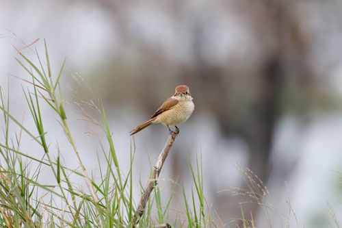 Free A small brown bird perched on a branch surrounded by grass in a natural setting. Stock Photo