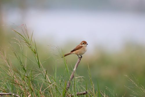 Free Brown shrike perched on a branch surrounded by green grass in a tranquil outdoor setting. Stock Photo