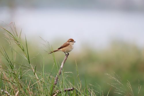 Free A brown shrike resting peacefully on a twig amidst green grass with a blurred background. Stock Photo