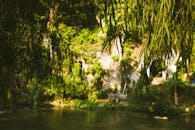 夏日河边，绿意盎然，宁静宜人，非常适合自然爱好者