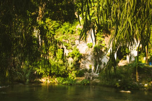 夏日河边，绿意盎然，宁静宜人，非常适合自然爱好者