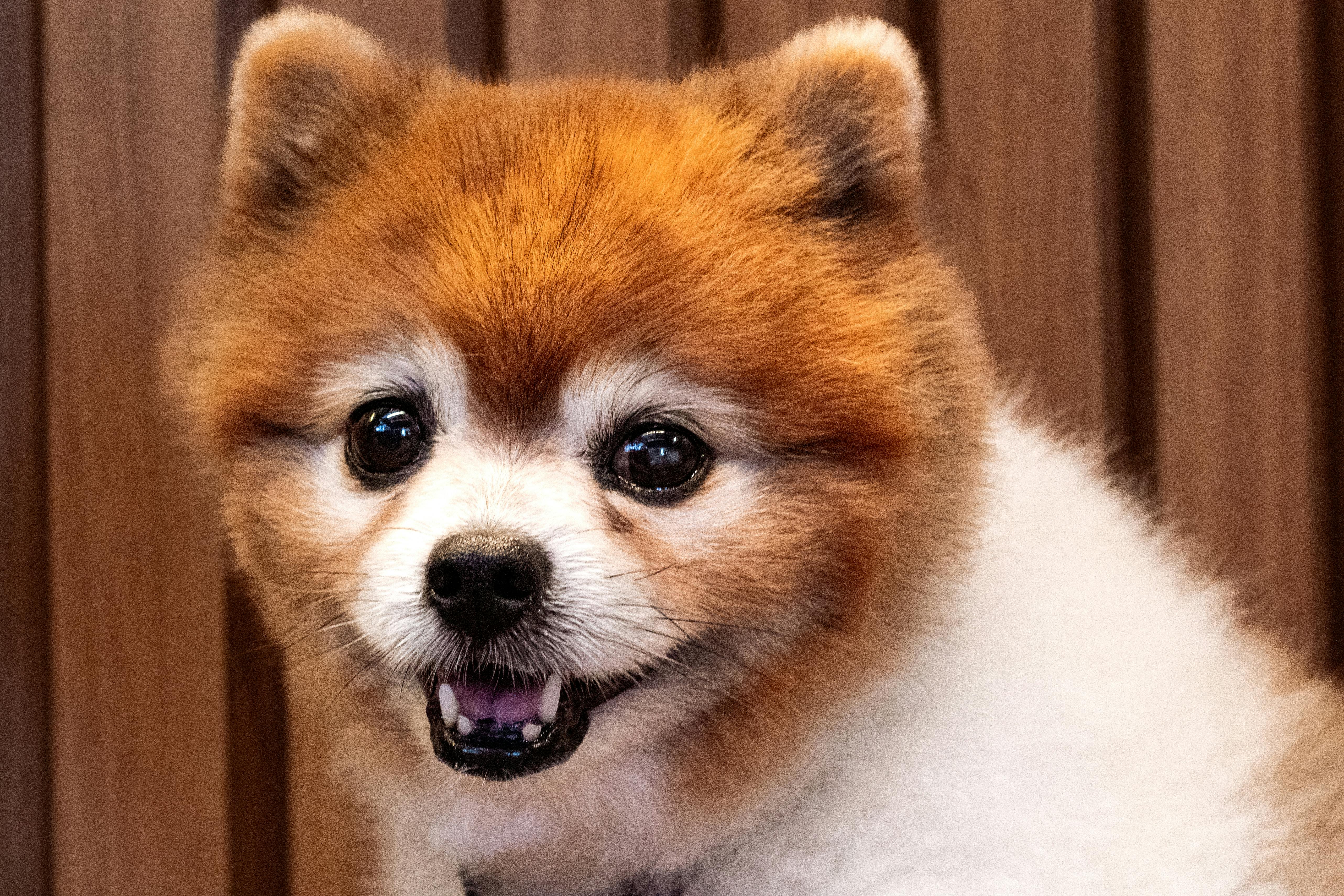 consulta veterinária presencial após educação no Instagram