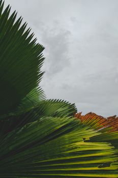 多云背景下，郁郁葱葱的绿色棕榈叶特写，展示热带树叶