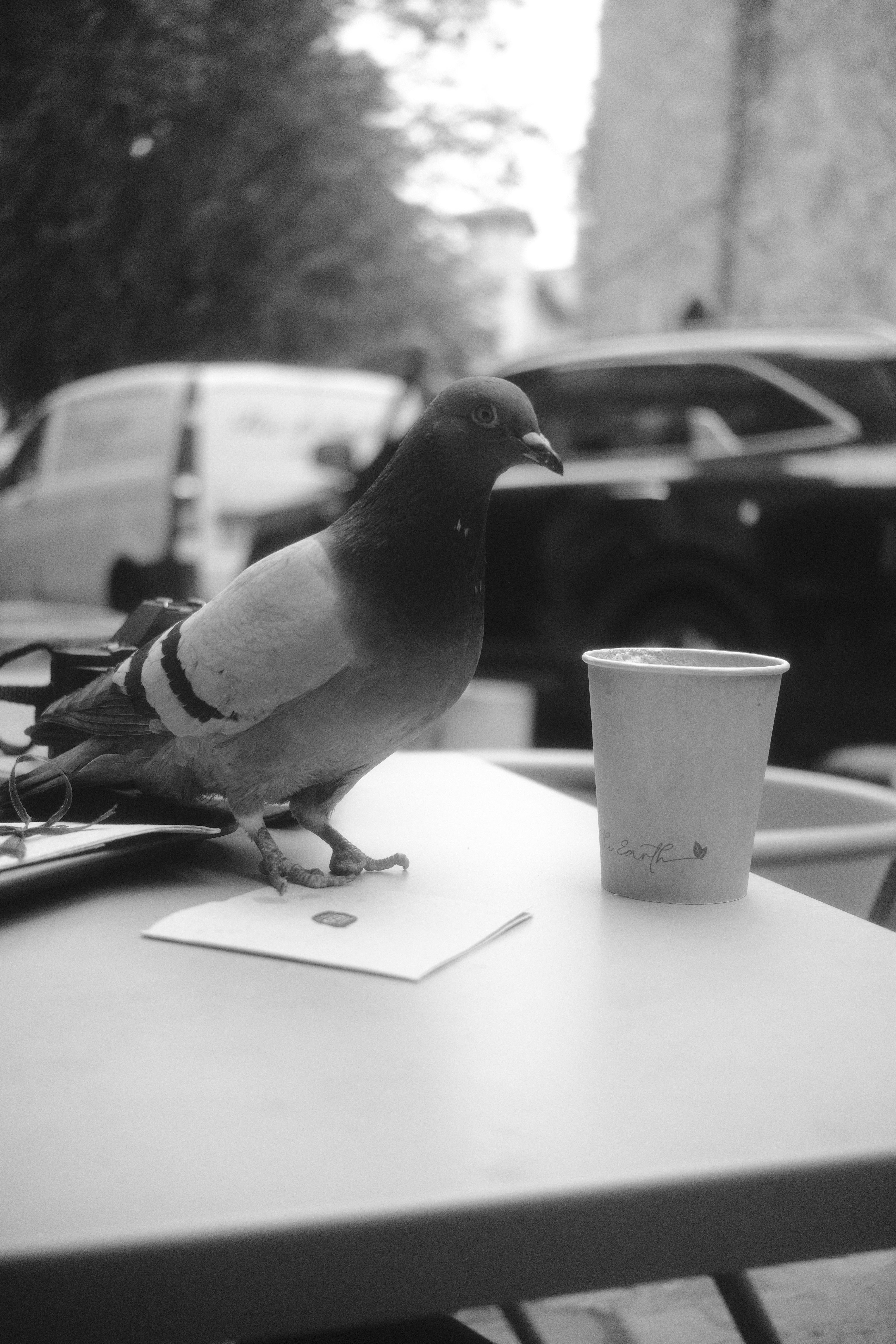 бесплатная Бесплатное стоковое фото с columba livia, kafe, голубь Стоковое фото