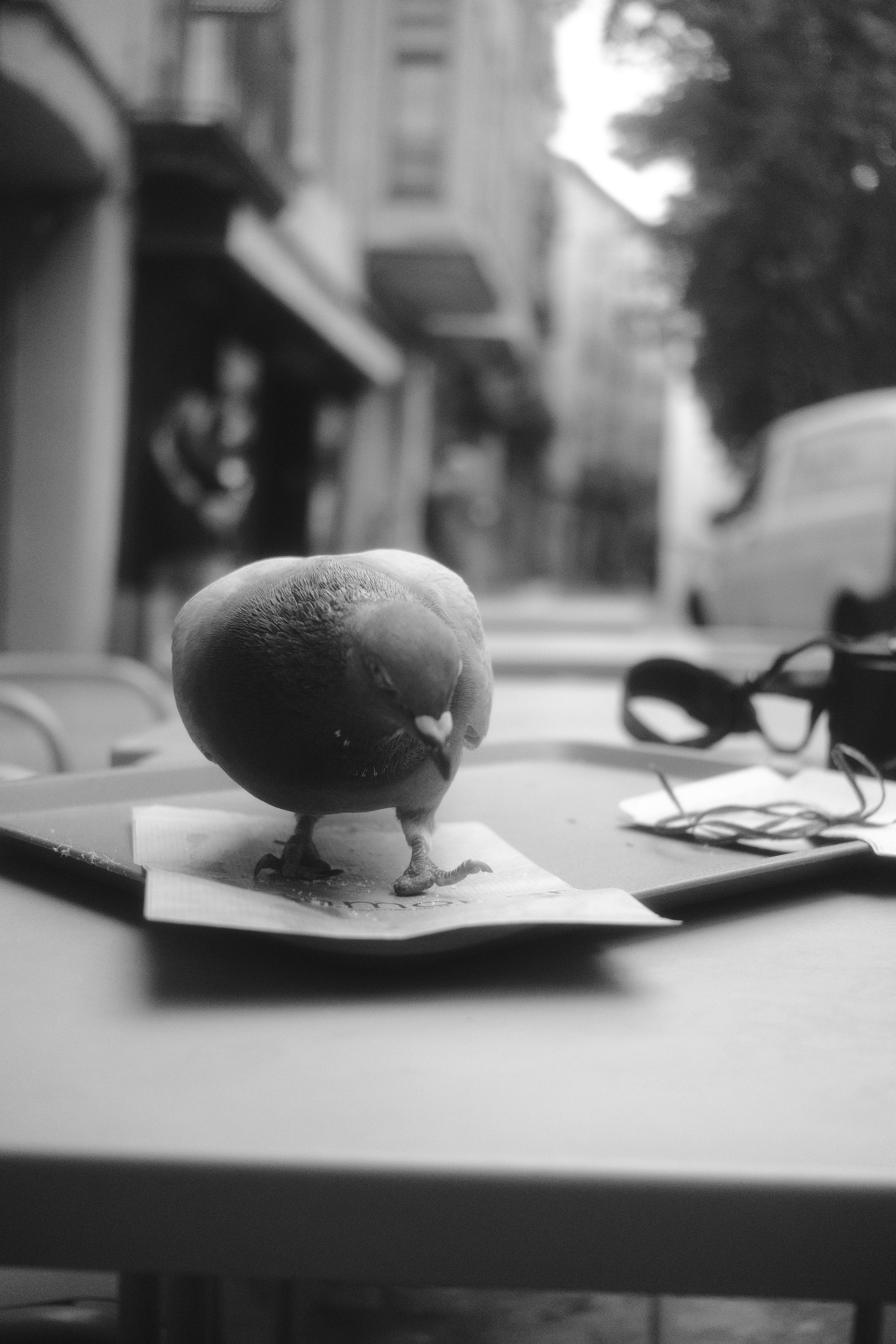 бесплатная Бесплатное стоковое фото с tablescape, Аллея, боке Стоковое фото