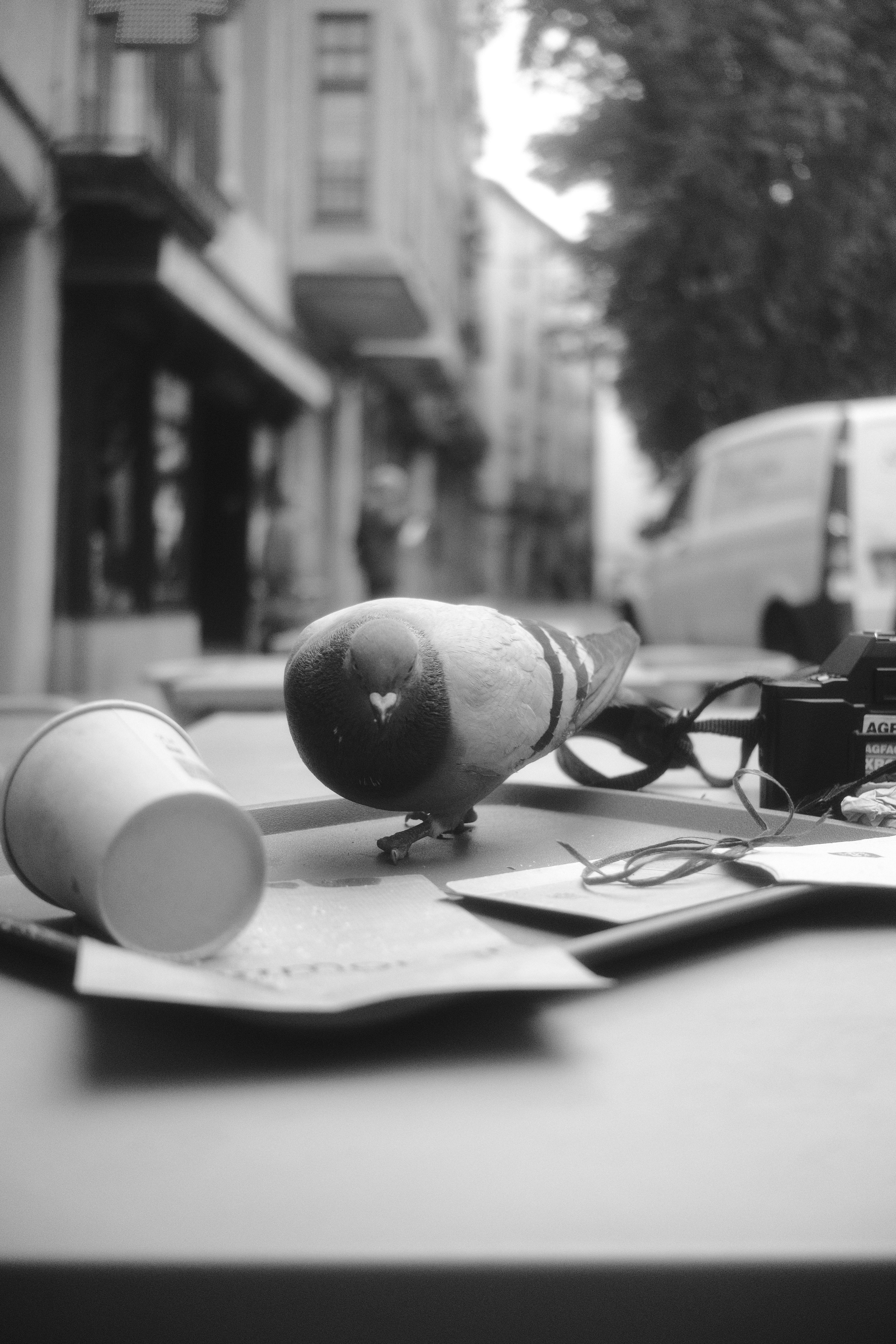 Ücretsiz Kafe masasının üzerinde güvercin ve vintage kamera bulunan siyah beyaz sokak manzarası. Stok Fotoğraflar